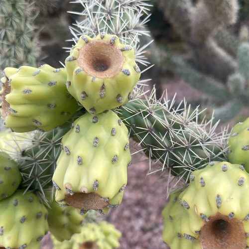 Sage green cholla cactus buds