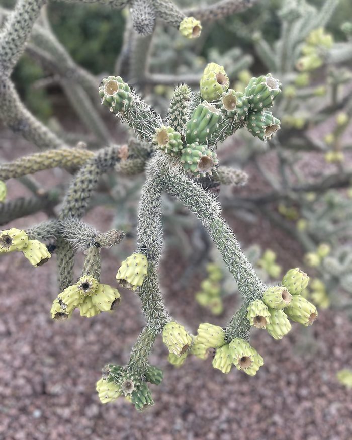 Soft green cholla cactus buds in the Arizona desert