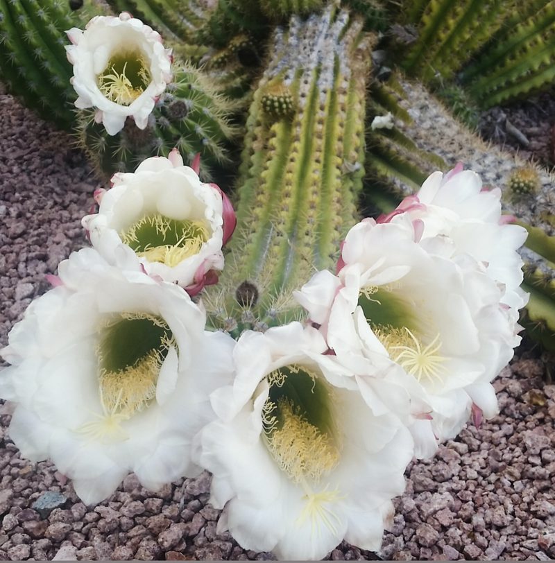 White cactus blossoms in the Arizona desert